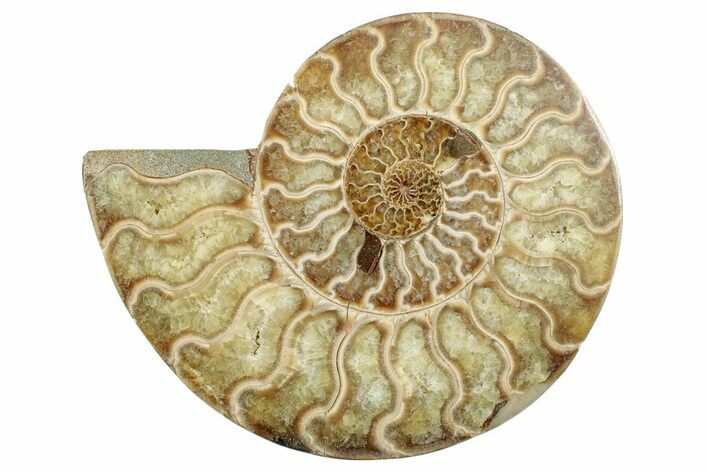 Cut & Polished Ammonite Fossil (Half) - Madagascar #267982